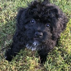 Assorted Doodle Crosses, Cavachon, Cavalier King Charles Spaniel, and Cavapoo Puppies from Prairie Puppies