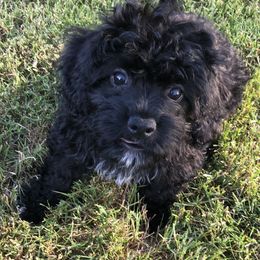Assorted Doodle Crosses, Cavachon, Cavalier King Charles Spaniel, and Cavapoo Puppies from Prairie Puppies