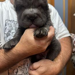 Emily - Blue female Chinese Shar-Pei puppy in Libertyville, Iowa from LLSHARPEI