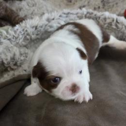 Cubby - Liver and white male Shih Tzu puppy in Parma, Idaho from SuLynnes Shih Tzus