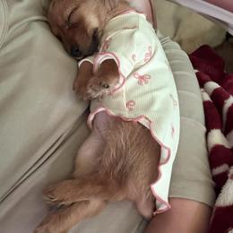 Lemon - Sable female Dachshund puppy in El Paso, Texas from Stella's Lone Star Kennels