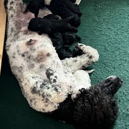 Goldendoodle, Golden Retriever, and Poodle Puppies from Angelic Goldens