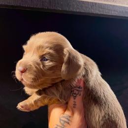 Cleo - Fawn (Isabella) female Dachshund puppy in Riverside, California from Ashley’s canine collective