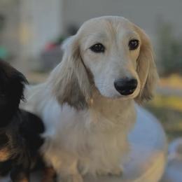 Dachshunds from Kemps K9’s