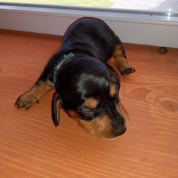 Dachshund Puppies from Muffin Meadows Doxies