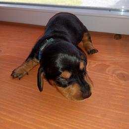 Dachshund Puppies from Muffin Meadows Doxies
