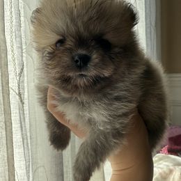 French Bulldog and Pomeranian Puppies from Couture_frenchies