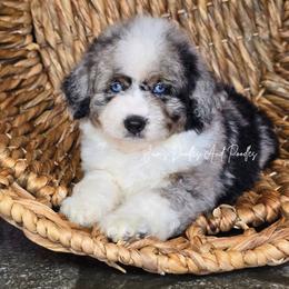 Penelope - Blue merle female Aussiedoodle puppy in Cleveland, Georgia from Jam's Doodles And Poodles