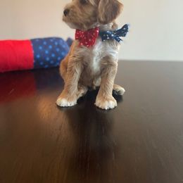 Australian Labradoodle Puppies from Desert Diamond Labradoodles