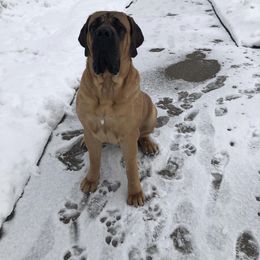 Mastiff All Grown Up from M K Mastiffs