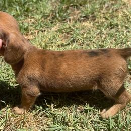 CKC SHADED RED DAPPLE SMOOTH - Dapple male Dachshund puppy in Anderson, California from Golden Paws Dachshunds
