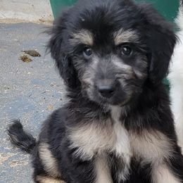 Aussiedoodle, Bernedoodle, and Poodle Puppies from Awesome Paws