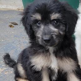 Aussiedoodle, Bernedoodle, and Poodle Puppies from Awesome Paws