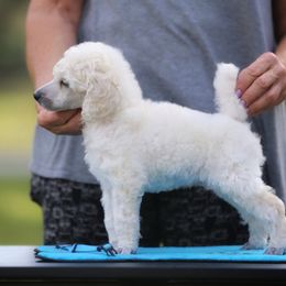 Chinese Crested and Poodle Puppies from Sommer Standards & Chinese Cresteds