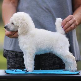 Chinese Crested and Poodle Puppies from Sommer Standards & Chinese Cresteds