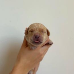 Girl - Yellow female Labrador Retriever puppy in Lonsdale, Minnesota from Cedar Ridge Labradors
