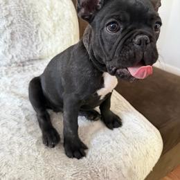 Bella - Black and white female French Bulldog puppy in Orange, California from French Farms