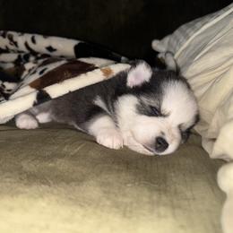Honey - Silver and white female Pomsky puppy in La Verne, California from Red Cedar Pomskies