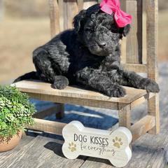Whoodle Puppies from Leshas Whoodles