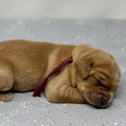 Marla - Apricot female Australian Labradoodle puppy in Sacramento, California from Little Farmstead Labradoodles