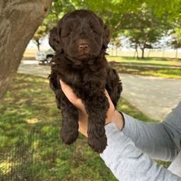 Girl 1 - Chocolate female Goldendoodle puppy in Hobbs, New Mexico from Goldie Locks Golden Retrievers & Doodles