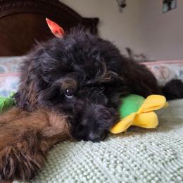 Brew - Phantom male Bernedoodle puppy in Buffalo, Illinois from Pear Tree Pups