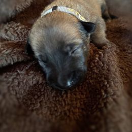 Elsa - Fawn female Belgian Malinois puppy in Linwood, Michigan from Gillis Malinois