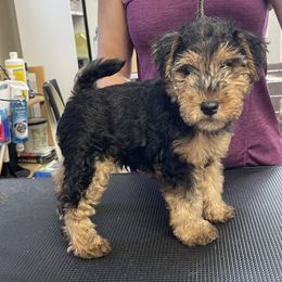 Lakeland Terrier puppies from Kerifield Blue Terriers