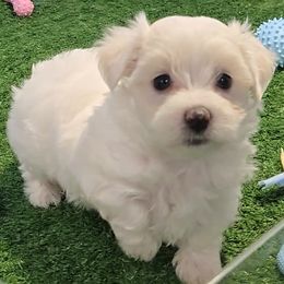Beau - White male Maltese puppy in Aurora, Missouri from KnJ Precious Paws LLC