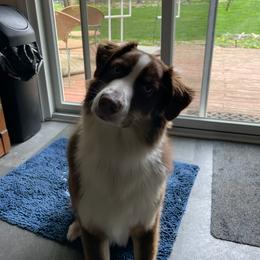 Australian Shepherd All Grown Up from Safe Haven Aussies