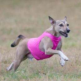 Basenjis from Dibu Basenjis