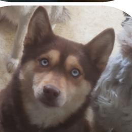 Lilly - Pomsky