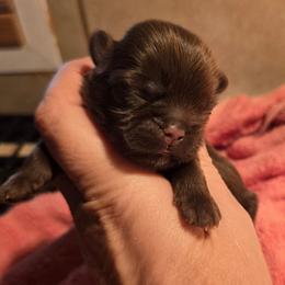 Male chocolate dissappear white mark - Chocolate male Shih Tzu puppy in Missouri from Farm Animal Mommy Shih tzu's Michalek Dog Breeder