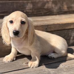 Benjamin - Cream male Dachshund puppy in Muldrow, Oklahoma from Sassy Sausage Dogs