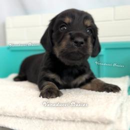 Roma - Black and cream female Dachshund puppy in Chandler, Arizona from Vonaducci Doxies, LLC.