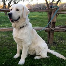 Golden Retrievers from R Ranch Goldens