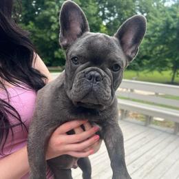 Dexter - Blue male French Bulldog puppy in Neosho, Missouri from Norris Frenchies