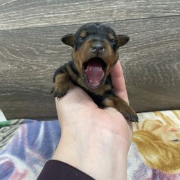 Belle - Black and rust female Miniature Pinscher puppy in Lancaster, Missouri from White Stone Ranch