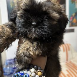Amy - Chocolate and tan female Shih Tzu puppy in Pennsylvania from Season's Shih Tzus