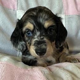 Darla - Dapple female Dachshund puppy in Griffin, Georgia from Always Trippin' Doxie Life