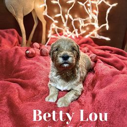 Betty Lou - Red  Goldendoodle puppy in Rushmore, Minnesota from Country Side doodles and poodles