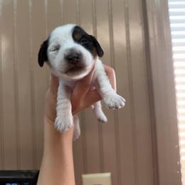 Split - Piebald male Dachshund puppy in Nashville, Arkansas from Cuddles n Curls