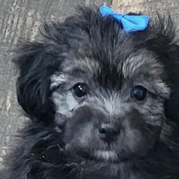 Aussiedoodles, Goldendoodles, and Poodles from Wiggle Bottom Kennels