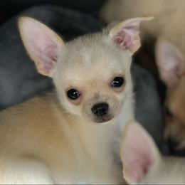 Gulliver - Cream male Chihuahua puppy in Bucks County, Pennsylvania from Sweet Bean Chihuahuas
