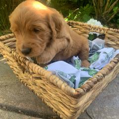 Goldendoodle Puppies from Doodle Devotion