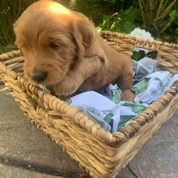 Goldendoodle Puppies from Doodle Devotion