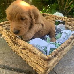 Goldendoodle Puppies from Doodle Devotion