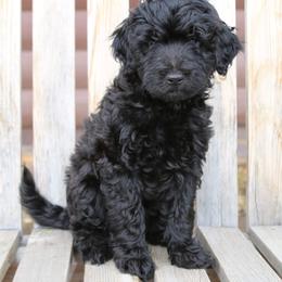 Aussiedoodle Puppies from Aspen River Doodles