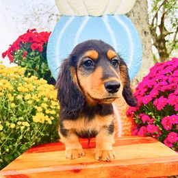Ocean 3000 - Black and tan male Dachshund puppy in Sylvania, Alabama from Yancey’s Doxies