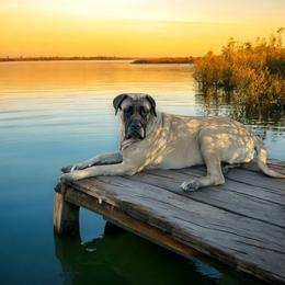 Zuri - Mastiff